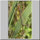 Lestes viridis - Weidenjungfer w03.jpg